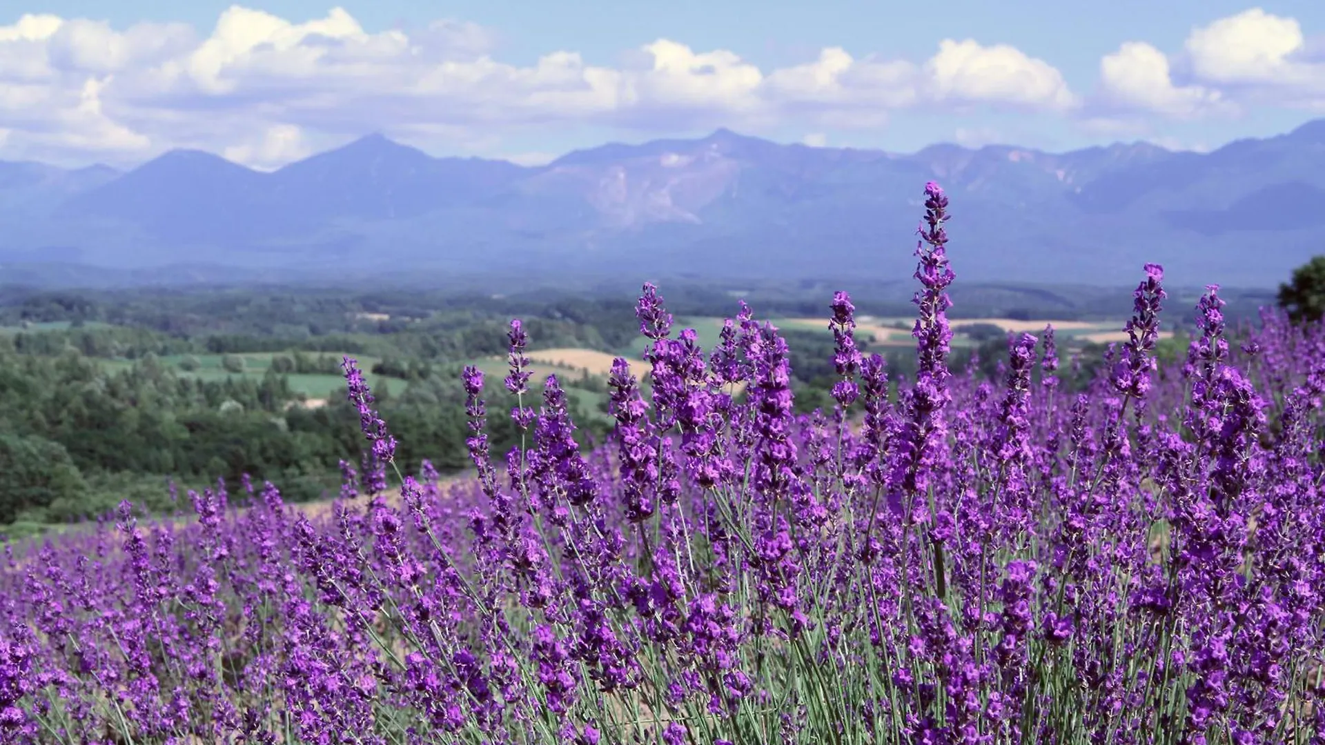 Countryside Furano Villa Nakafurano 0*,